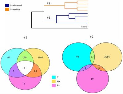 Comparative Genomics Between Saccharomyces kudriavzevii and S. cerevisiae Applied to Identify Mechanisms Involved in Adaptation